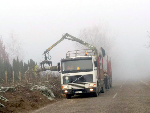 На пут од Суботице ка Палићу: Глумили раднике посекли дрвеће